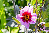 Dahlia 'Happy Single Wink' in bloom in a garden