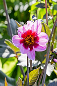 Dahlia 'Happy Single Wink' in bloom in a garden