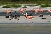 American Flamingo (Phoenicopterus ruber ruber) on the shore, Caribbean Sea, Holbox island, Yucatan Peninsula, Mexico