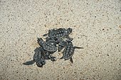 Hawksbill (Eretmochelys imbricata) newborns emerging from the sand, Tulum, Yucatan Peninsula, Mexico