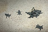 Hawksbill (Eretmochelys imbricata) newborns emerging from the sand, Tulum, Yucatan Peninsula, Mexico
