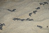 Hawksbill (Eretmochelys imbricata) newborns going to the sea, Tulum, Yucatan Peninsula, Mexico