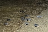 Hawksbill (Eretmochelys imbricata) newborns entering the sea, Tulum, Yucatan Peninsula, Mexico