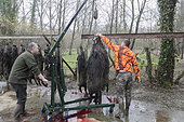 Hunting big game, presentation of the kill, Wildboar (Sus scrofa), Rhine forest, Alsace, France