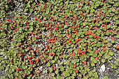 Pigvine (Gunnera magellanica), Gunneraceae native to Chile, Mount Balmaceda Sector, Parque Nacional Bernardo O'Higgins, XII Region Magallanes and Chilean Antarctica