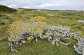 Patagonian Senecio (Senecio patagonicus), Asteraceae, on a carpet of Azorelle or Cushion of the Andes (Azorella trifurcata), Reserva natural Seno Otway, around Punta Arenas, XII Magallanes region and Chilean Antarctic