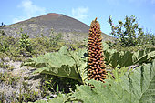 Chilean gunnera (Gunnera tinctoria), Gunneraceae endemic to Chile and Argentina, Inflorescence, edible plant, slopes of Osorno Volcano, Vicente Pérez Rosales National Park, X Region of Lakes, Chile
