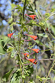 Chilean Nasturtium (Tropaeolum tricolor), Tropaeolaceae, endemic to Chile, Parque nacional La Campana, V Valparaiso Region, Chile