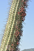 Quintral del Quisco (Tristerix aphyllus), fruiting on cactus (Echinopsis chiloensis), Loranthaceae cactus parasite, Palmas de Ocoa Sector, La Campana National Park, V Valparaiso Region, Chile