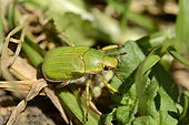 Pololo verde (Hylamorpha elegans), Scarabaeidae, Quillota, V Region of Valparaiso, Chile