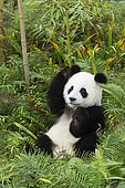 Giant Panda (Ailuropoda melanoleuca), two years, China Conservation and Research Centre for the Giant Panda, Chengdu, Sichuan, China, Asia