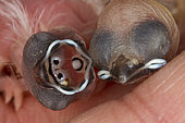 Plum-headed Finch (Neochmia modesta) juvenile