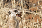 Meerkat or suricate (Suricata suricatta), adult eating a scorpion, Kalahari Desert, South African Republic