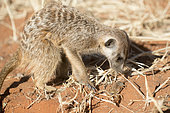Meerkat or suricate (Suricata suricatta), adult eating a scorpion, Kalahari Desert, South African Republic