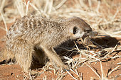 Meerkat or suricate (Suricata suricatta), adult eating a scorpion, Kalahari Desert, South African Republic