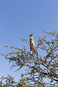 Meerkat or suricate (Suricata suricatta), adult, sentinel perched on a tree, Kalahari Desert, South African Republic