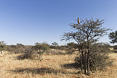 Meerkat or suricate (Suricata suricatta), adult, sentinel perched on a tree, Kalahari Desert, South African Republic