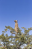 Meerkat or suricate (Suricata suricatta), adult, sentinel perched on a tree, Kalahari Desert, South African Republic