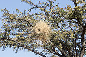 savannah with acacia trees and nest of hite-browed sparrow-weaver (Plocepasser mahali), Kalahari Desert, South African Republic