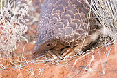 Ground pangolin or Temminck's pangolin or the Cape pangolin (Smutsia temminckii), Kalahari Desert, South African Republic