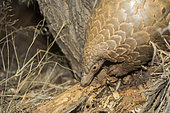 Ground pangolin or Temminck's pangolin or the Cape pangolin (Smutsia temminckii), Kalahari Desert, South African Republic