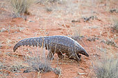 Ground pangolin or Temminck's pangolin or the Cape pangolin (Smutsia temminckii), Kalahari Desert, South African Republic