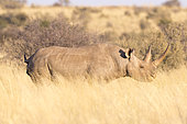 Black rhinoceros or hook-lipped rhinoceros (Diceros bicornis), adult female, 3O years old, Kalahari Desert, South African Republic