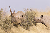 Black rhinoceros or hook-lipped rhinoceros (Diceros bicornis), mother and young, 3O years and 14 months old, Kalahari Desert, South African Republic