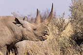 Black rhinoceros or hook-lipped rhinoceros (Diceros bicornis), adult female, 3O years old, Kalahari Desert, South African Republic