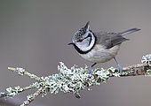Crested tit (Lophophanes cristatus) perched on a lichen and moss covered branch