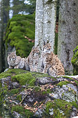 Eurasian lynx (Lynx lynx) female and cubs on a mossy rock, BayerischerWald, Germany