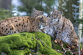 Eurasian lynx (Lynx lynx) female and cubs on a mossy rock, BayerischerWald, Germany