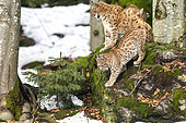 Eurasian lynx (Lynx lynx) female and cubs on a mossy rock, BayerischerWald, Germany