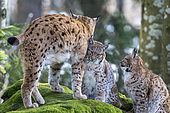 Eurasian lynx (Lynx lynx) female and cubs on a mossy rock, BayerischerWald, Germany