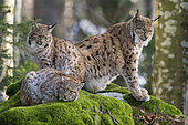 Eurasian lynx (Lynx lynx) female and cubs on a mossy rock, BayerischerWald, Germany
