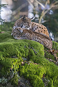 Eurasian lynx (Lynx lynx) female and cub on a mossy rock, BayerischerWald, Germany