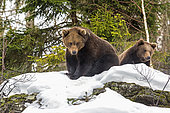 Brown Bears (Ursus arctos) sitting in the snow, Sneznik Reserve, Slovenia