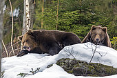 Brown Bears (Ursus arctos) sitting in the snow, Sneznik Reserve, Slovenia