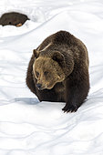 Brown Bear (Ursus arctos) walking in the snow, Sneznik Reserve, Slovenia