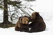 Brown Bear (Ursus arctos) playing in the snow, BayerischerWald, Germany
