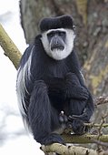 Adult male Colobus monkey (Colobus guereza) sitting in Acacia tree, Elsamere, Naivasha, Kenya