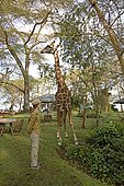 Eric a person-friendly giraffe with Swiss lady guest wearing straw hat at Elsamere Naivahsa Kenya