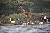 Eric the tame giraffe (Giraffa camelopardalis) amongst fishermen on shore, Lake Naivasha, Kenya