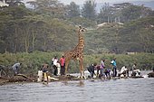 Eric the tame giraffe (Giraffa camelopardalis) amongst fishermen on shore, Lake Naivasha, Kenya