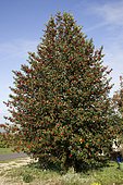 Holly tree (Ilex aquafolium) laden with bright red berries in September, Cotswolds UK