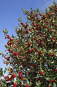 Holly tree (Ilex aquafolium) laden with bright red berries in September, Cotswolds UK