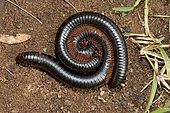 Giant red-legged African millipedes (Ephibolus pulchripes) mating often called Mombasa trains or chongololos Mombasa Kenya