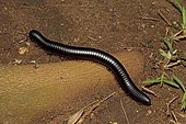 Giant red-legged African millipede (Ephibolus pulchripes) often called Mombasa trains or chongololos with legs demonstrating metachronal rhythm Mombasa, Kenya