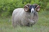 Mature Scottish Blackface ram sheep Galloway Scotalnd