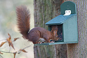 Eurasian red squirrel (Sciurus vulgaris) on a feeder, Lorraine, France